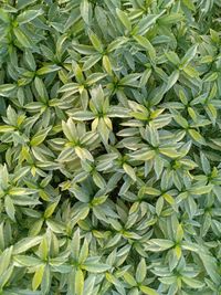 Full frame shot of fresh green plants