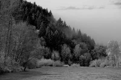 Trees growing by river in forest against sky