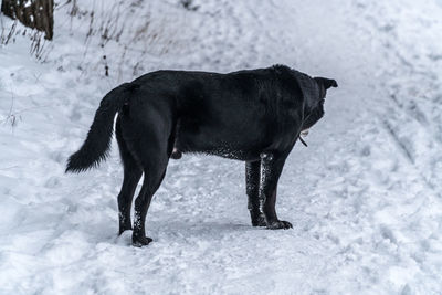 Horse on snowy field during winter