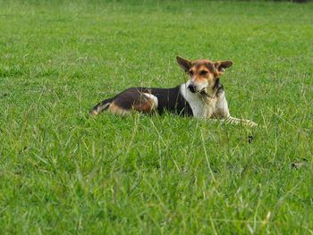 Dog lying on grass in field