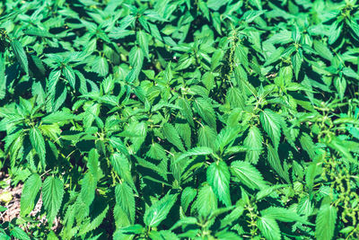 Full frame shot of plants