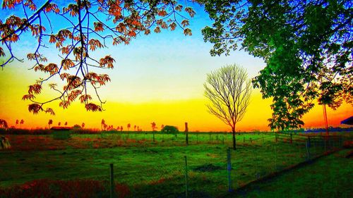 Trees on field at sunset