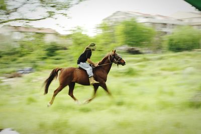 Horse running in a field