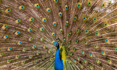 Full frame shot of peacock