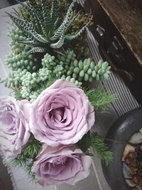 High angle view of succulent plant