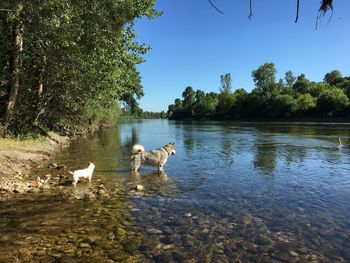Dogs in river against sky