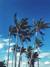 Low angle view of palm tree against blue sky