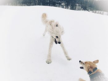 Dog on snow
