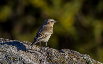 Close-up of bird perching on rock