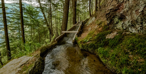 Stream flowing through rocks in forest