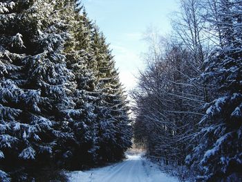 Snow covered trees