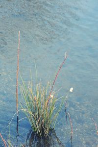 Plants in water