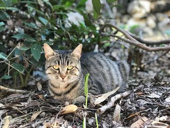 Portrait of cat sitting outdoors