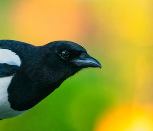 Close-up of a bird perching