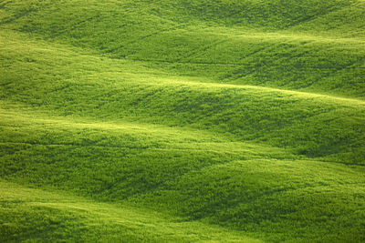 High angle view of green landscape