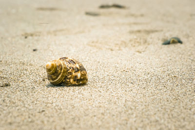 Close-up of shell on sand