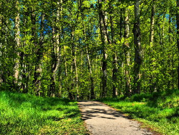 Road amidst trees in forest