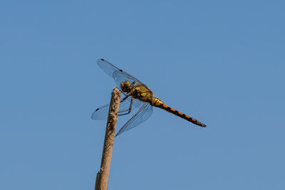 Low angle view of dragonfly on twig against blue sky