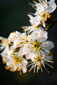 Close-up of white cherry blossoms