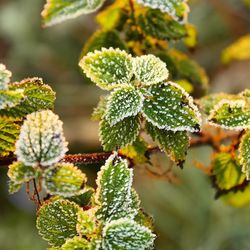 Close-up of plant