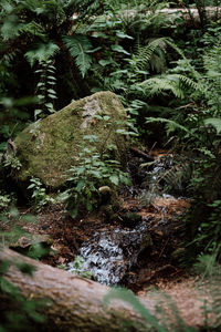 Close-up of plants