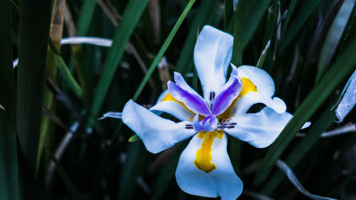 Close-up of iris blooming outdoors