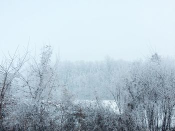 Bare trees on landscape against sky during winter