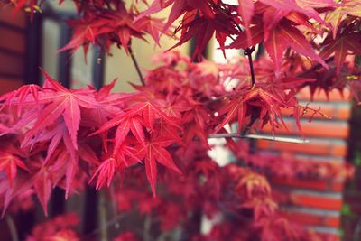 Close-up of maple tree during autumn