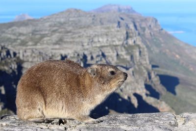 Close-up of marmot on landscape against sky