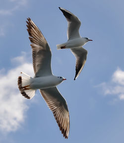 Low angle view of seagulls flying in sky