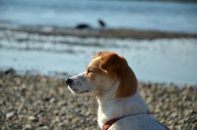 Close-up of dog on beach