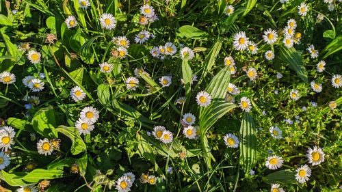 High angle view of flowering plants on field