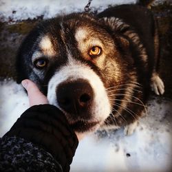 Close-up of person holding dog