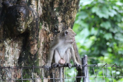 Monkey sitting on tree trunk