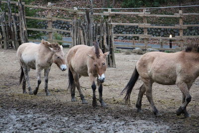 Horses standing in farm