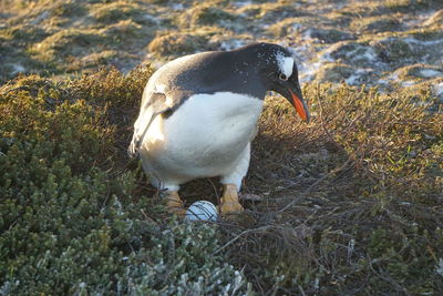 Gentoo penguins at bertha's beach in the falkland islands 