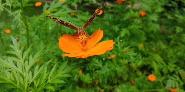 Close-up of orange flower