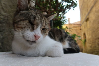 Close-up of a cat with eyes closed