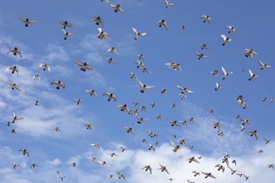 Low angle view of pigeons flying in sky