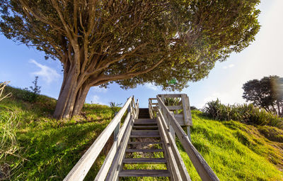 Walkway amidst trees against sky