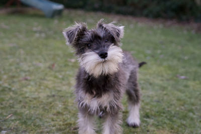 Portrait of dog standing on field