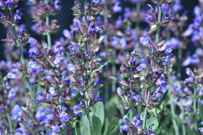 Close-up of purple flowering plants in park