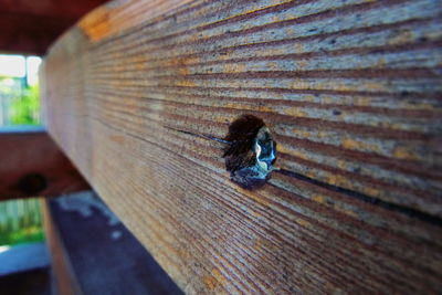 High angle view of insect on wood