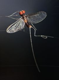 Close-up of dragonfly on plant