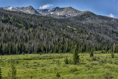 Scenic view of pine trees and mountains against sky