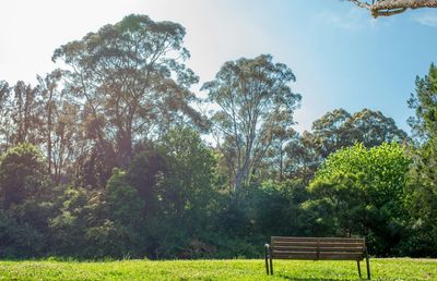 Trees growing on field