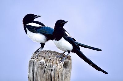 Close-up of bird perching on wooden post