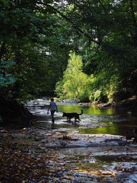 Rear view of man walking by river in forest
