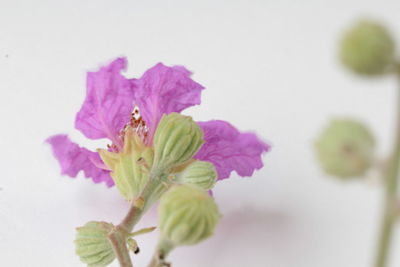 Close-up of flowers blooming outdoors
