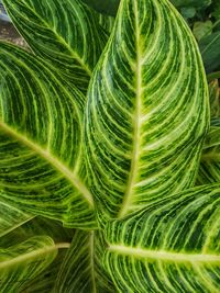 Full frame shot of green leaf